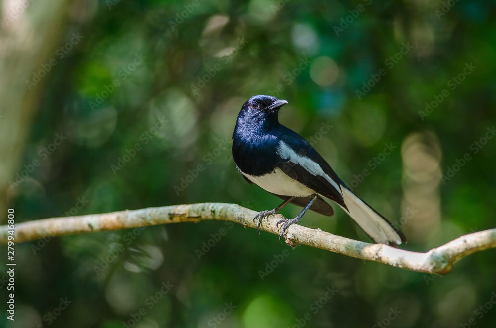 Fototapeta premium Oriental magpie robin (Copsychus saularis) on branch
