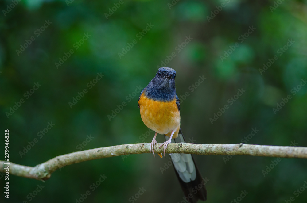 White-rumped Shama standing on a branch White-rumped Shama standing on a branch