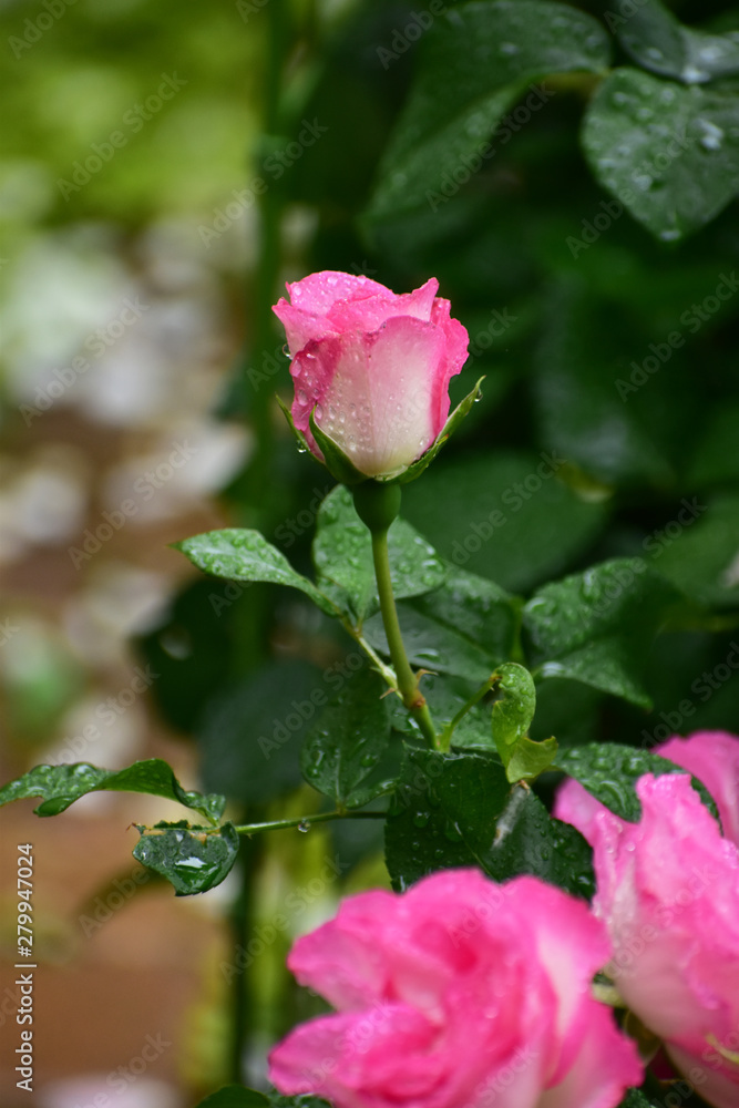 雨の日のピンクのバラ