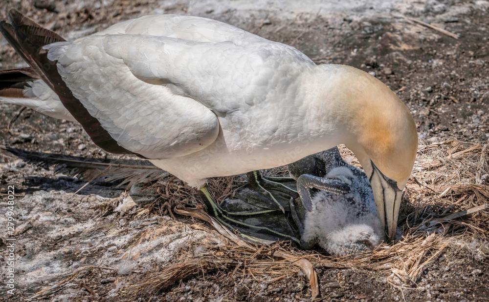 Obraz premium a gannet (Australasian) rolling her new born chick under her chest as she stand on the nest. 