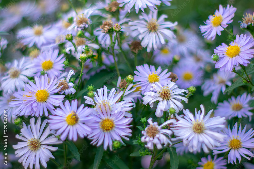 Fototapeta premium Bright lilac flowers in a sunny garden