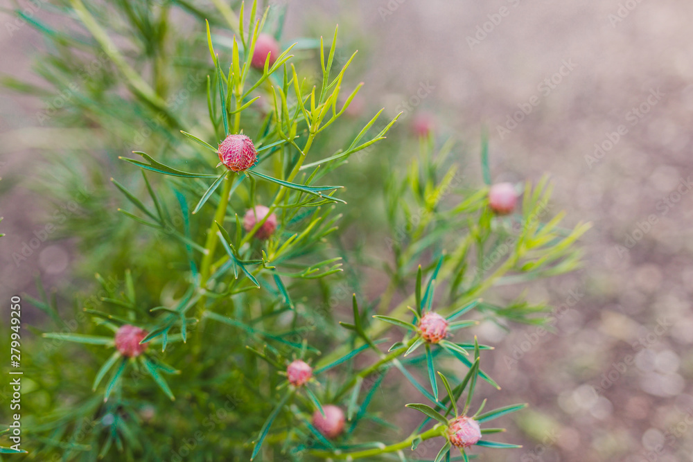 native Australian bush plant isopogon candy cone with pink blossoms native Australian bush plant isopogon candy cone with pink blossoms