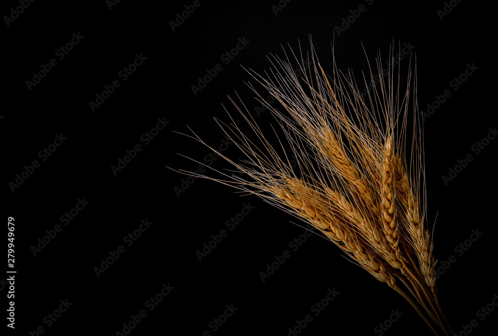 Ears of wheat and grains on dark background Ears of wheat and grains on dark background