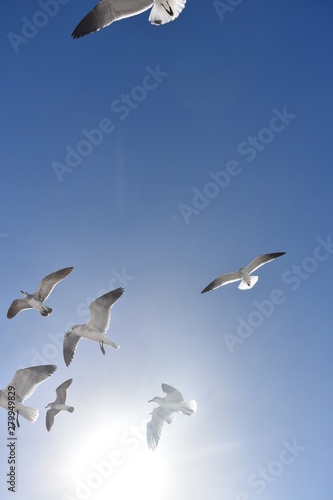 Flying Seaguls © Tres