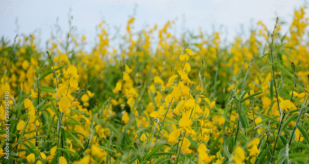 Obraz premium Beatifull Yellow Flowers Camp