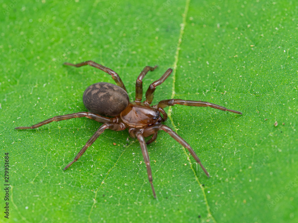 brown spider, Cybaeus species, photographed from above on green leaf, 3/4 view brown spider, Cybaeus species, photographed from above on green leaf, 3/4 view