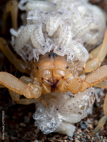  close-up of female stripe-tailed scorpion, Paravaejovis spinigerus, carrying newborn babies on back, front view