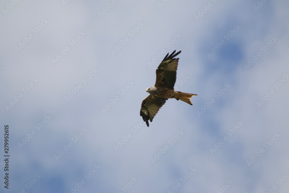 kite (milvus milvus) flying in various positions kite (milvus milvus) flying in various positions
