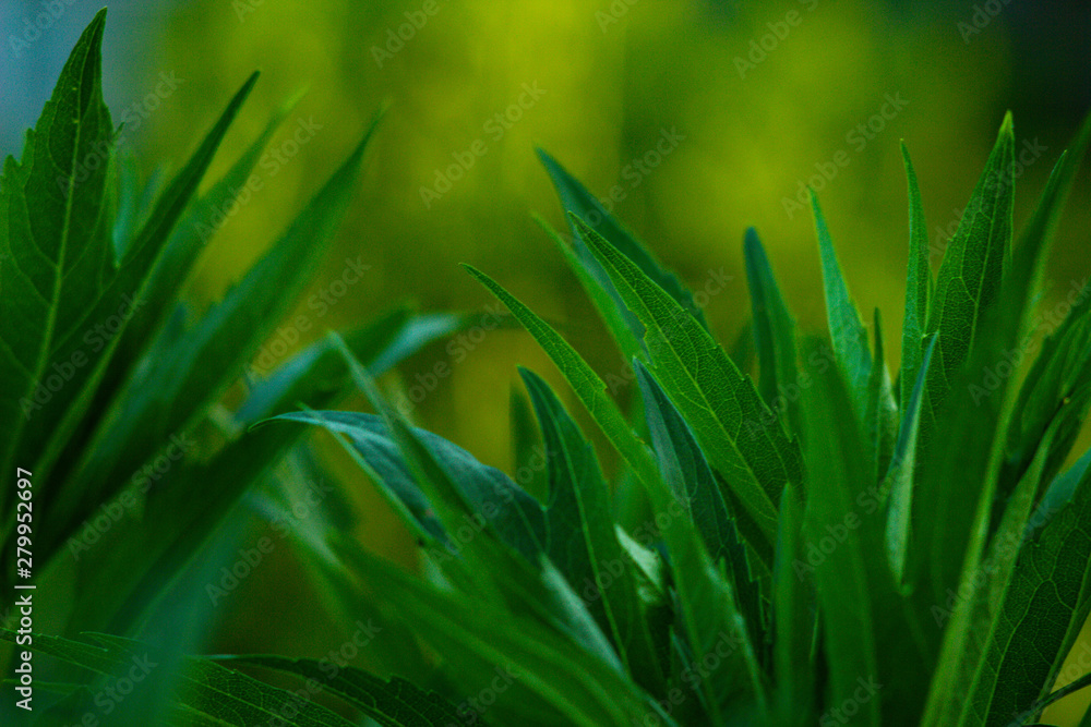 Summer background with rich green foliage. Summer background with rich green foliage.