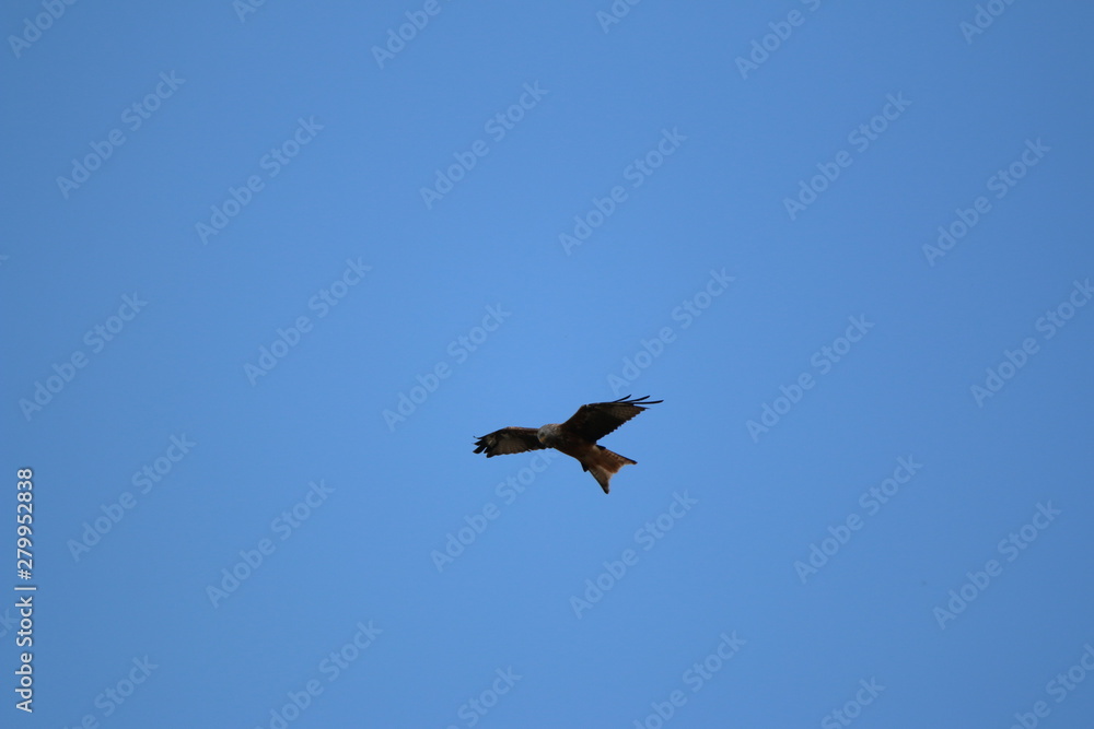 kite (milvus milvus) flying in various positions kite (milvus milvus) flying in various positions