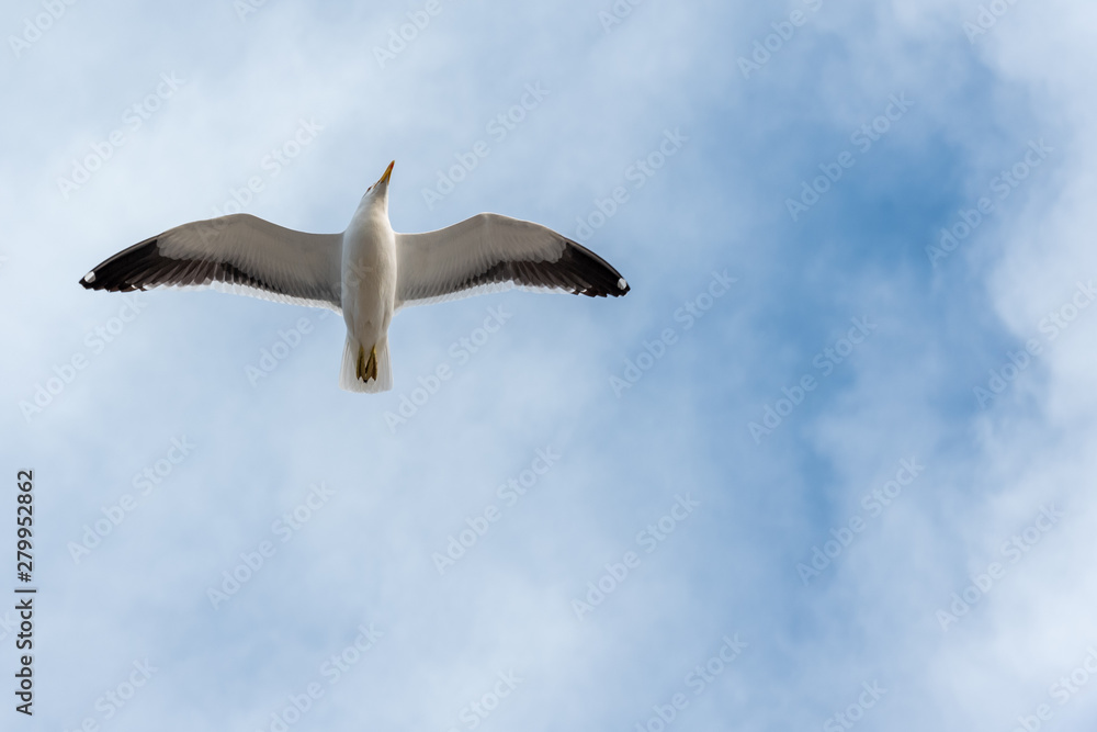 Obraz premium seagull in the sky