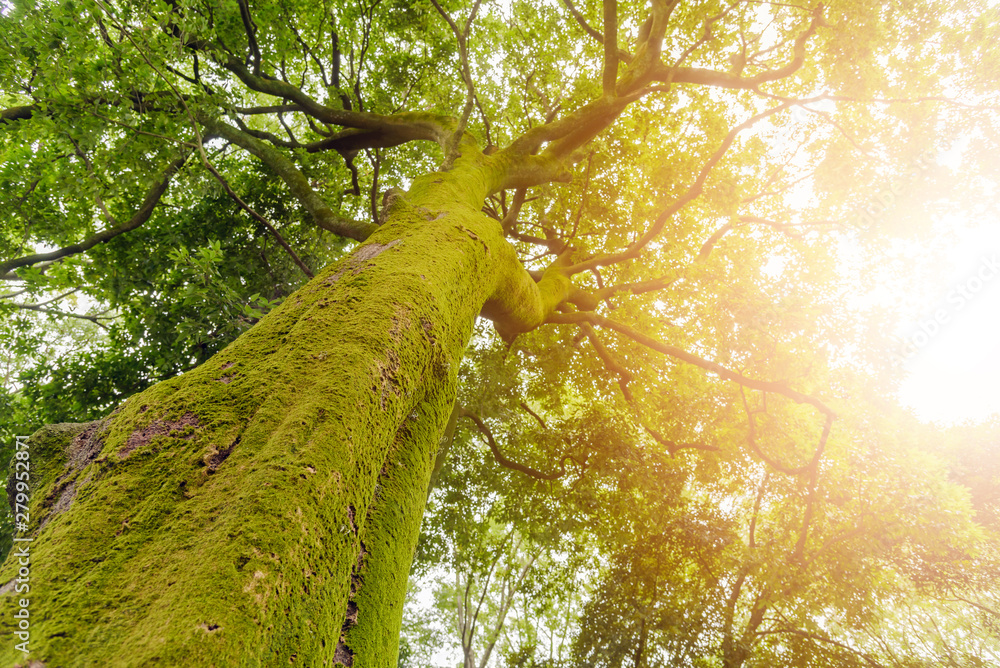 Fototapeta premium green moss growing on tree trunk in rain forest. Tree bark with green mossy - angle of elevation