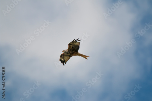 kite (milvus milvus) flying in various positions 