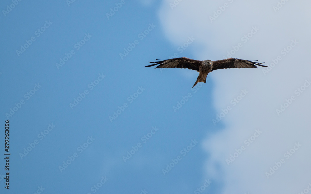 kite (milvus milvus) flying in various positions kite (milvus milvus) flying in various positions