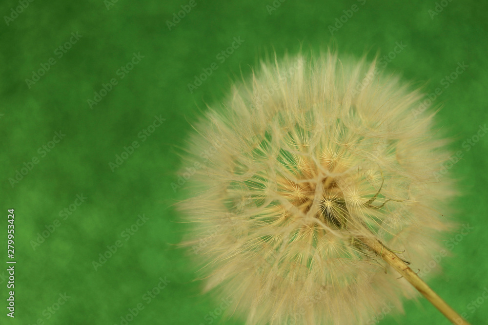 Fototapeta premium Fluffy dandelion on a green background. Blur, horizontal, macro, without people. The concept of nature design.