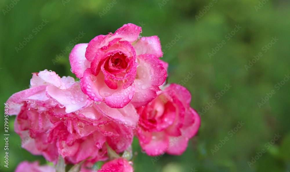 Background nature of beauty. Pink roses with dew drops in the garden. Cropped shot, horizontal, close-up, no people, free space. Concept of nature and gardening.