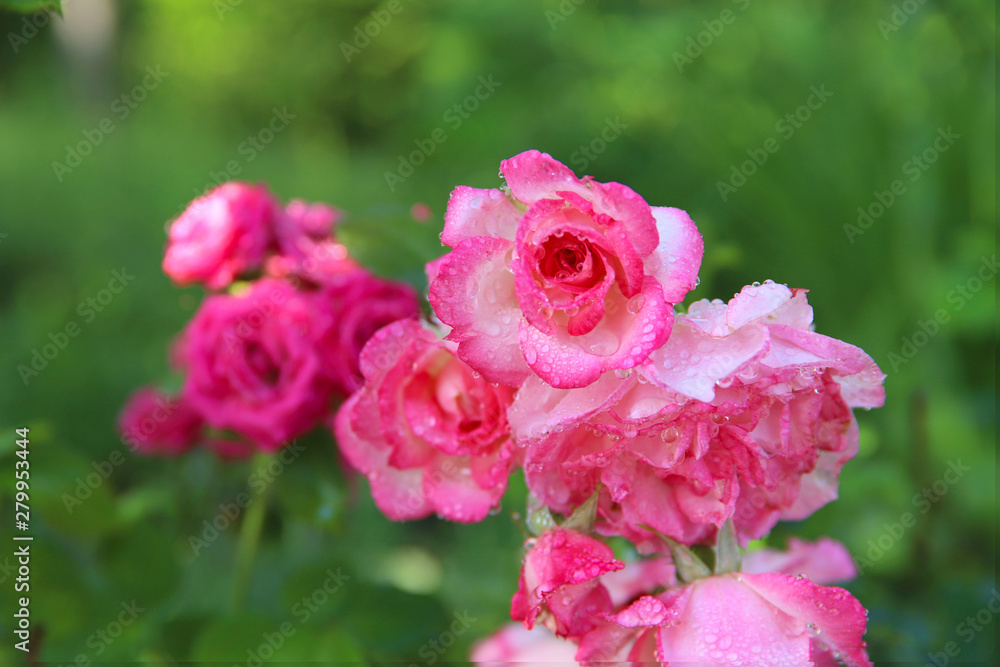 Background nature of beauty. Pink roses with dew drops in the garden. Cropped shot, horizontal, close-up, no people, free space. Concept of nature and gardening. Background nature of beauty. Pink roses with dew drops in the garden. Cropped shot, horizontal, close-up, no people, free space. Concept of nature and gardening.