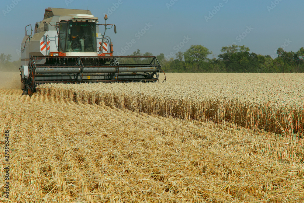 Fototapeta premium The work of the combine in the field of ripened wheat. Harvesting grain crops. Cropped shot, horizontal, free space, side view. The concept of agriculture and nature.