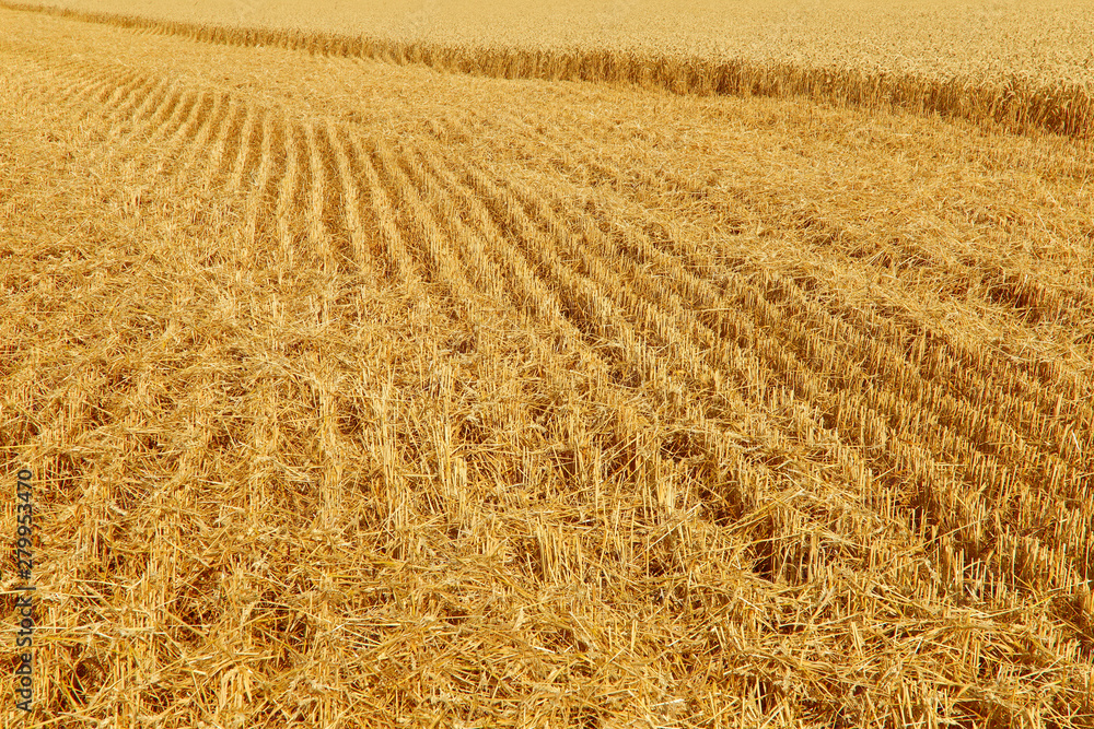 Fototapeta premium Nature background. Field of ripened wheat. Cropped shot, horizontal, free space, side view. Concept of agriculture and nature.