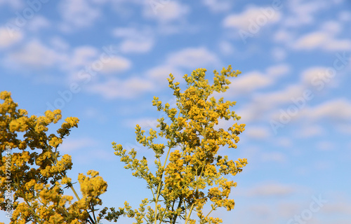 Natural beauty background. Solidago yellow inflorescences on a background of blue sky with clouds. Cropped shot, horizontal, close-up, no people, free space, blur. The concept of nature and gardening.