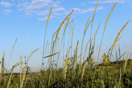 Natural beauty background. Spikelets of wild grass in the field against the sky on a sunny morning. Cropped shot  horizontal  close-up  no people  free space  blur. The concept of nature and gardening