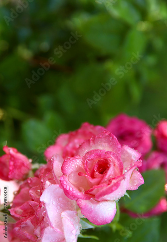 Background nature of beauty. Pink roses with droplets of dew in the garden. Cropped shot  vertical  close-up  free people  free space. Concept of nature and gardening.