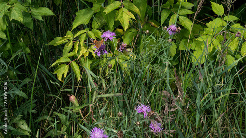 grass flowers butterfly