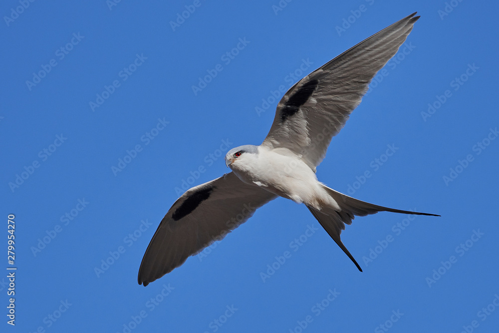 Fototapeta premium African swallow-tailed kite (Chelictinia riocourii)