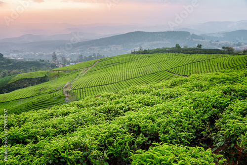 Beautiful young bright green tea bushes at sunset