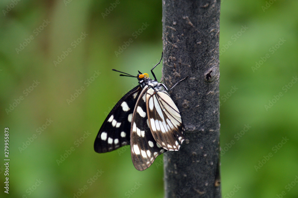 オレンジ色の口吻が可愛らしいゴマダラチョウ Stock Photo | Adobe Stock