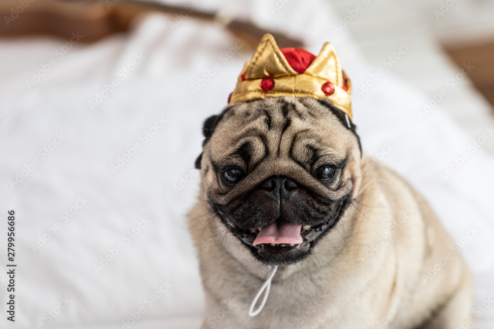 Cute dog pug wearing crown costume and lying smile with happiness and relax feeling in cozy bedroom,Funny Purebred dog
