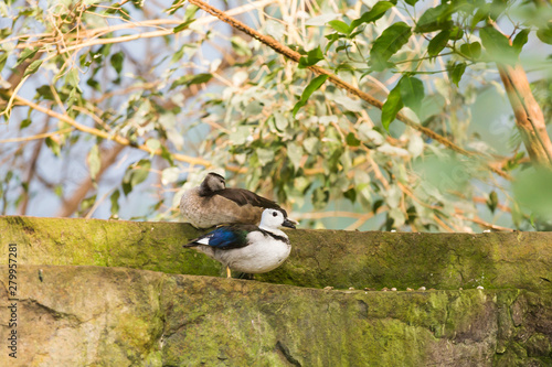 White-headed duck. Animal life concept in the reserve park. photo