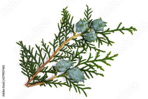 Foto Chinese thuja
