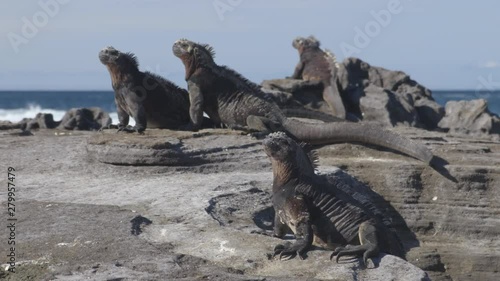 Galapagos Marine Iguana Sneezing excreting salt by nose - funny animals. Close up of Mariane iguana on Galapagos Islands, Ecuador. photo