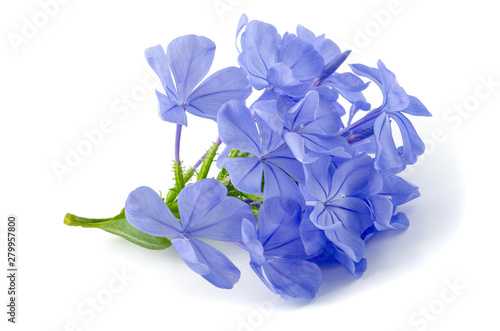 Fotografija plumbago