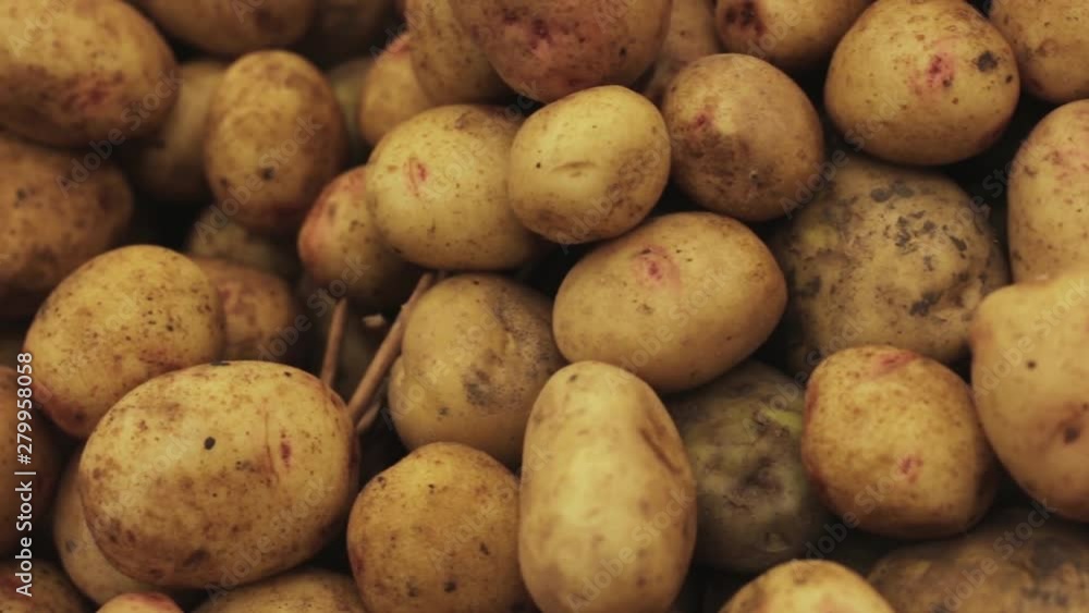 fresh farmer Potato Pile Rotating close up fresh farmer Potato Pile Rotating close up