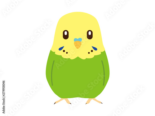 セキセイインコ_グリーン