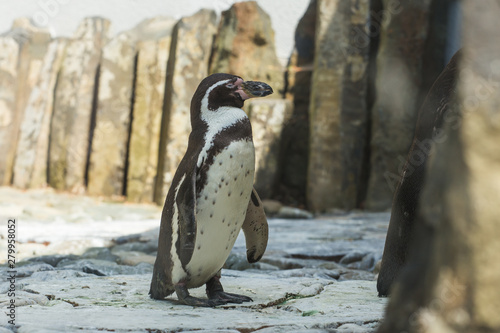 Cute african penguin walking at the zoo. Concept of animal life in a zoo. Animal protection.