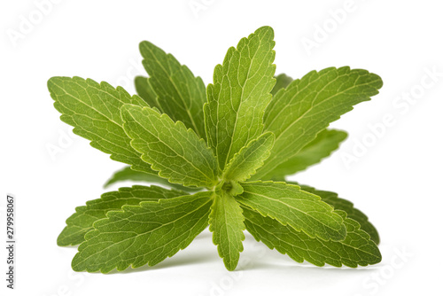 Stevia rebaudiana photo