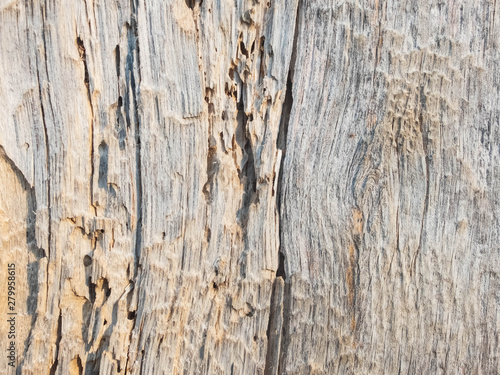Old cracked wood with wormholes. Wood texture background