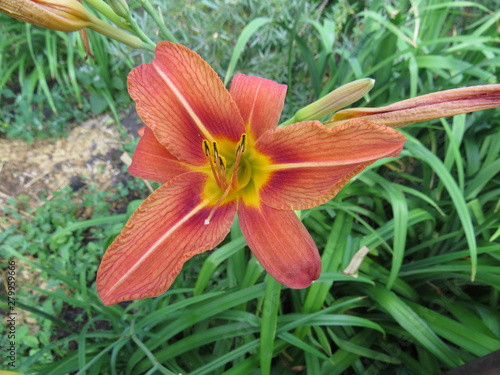 Wallpaper Mural daylily Torontodigital.ca