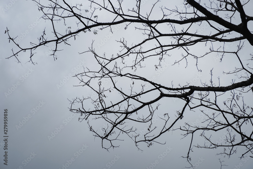 Dried branch on tree in gloomy