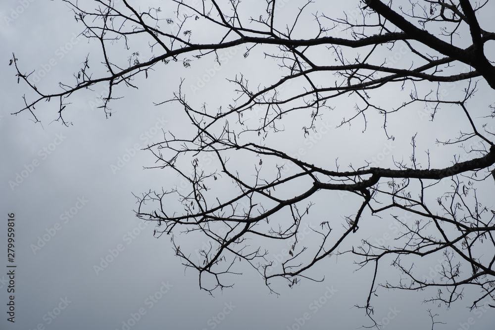 Dried branch on tree in gloomy Dried branch on tree in gloomy