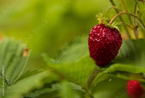 Close up of a single wild strawberry / wood strawberry on a small bush in a forest. With shallow depth of field. 
