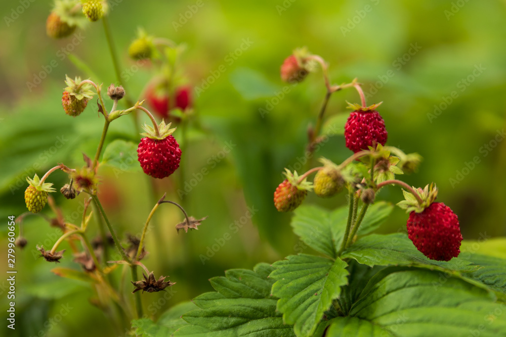 Close up of wild strawberries / wood strawberries on a small bush in a forest. Close up of wild strawberries / wood strawberries on a small bush in a forest.