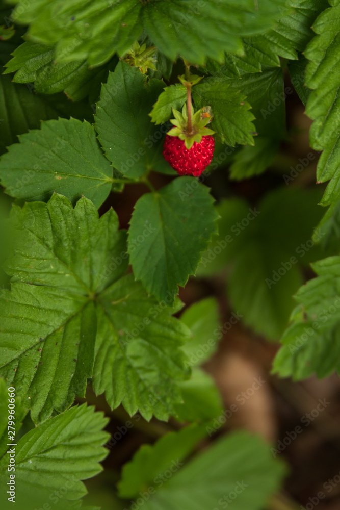 Wild strawberries on a small bush in a forest during summer. Also called wood strawberries. Wild strawberries on a small bush in a forest during summer. Also called wood strawberries.