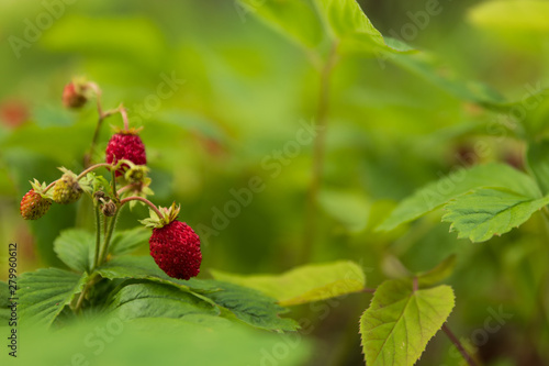 Close up of wild strawberries / wood strawberries on a small bush in a forest. 