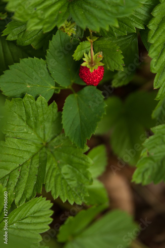 Wild strawberries on a small bush in a forest during summer. Also called wood strawberries. 