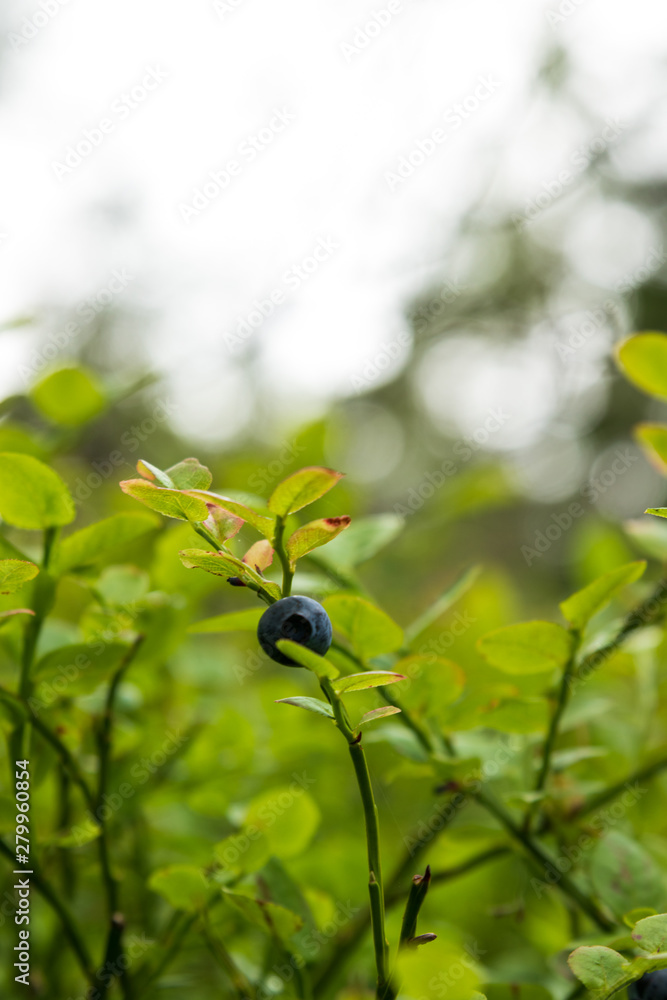 Blueberry on a small bush in early summer against a bright background. Blueberry on a small bush in early summer against a bright background.