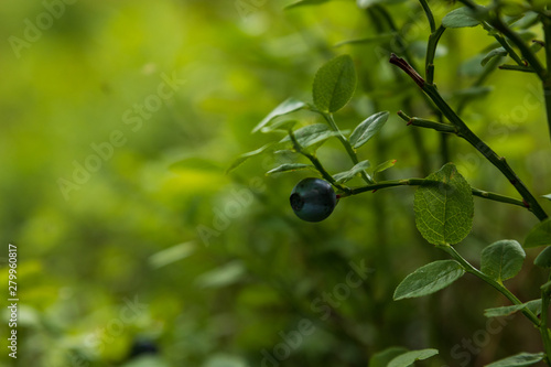 Isolated single blueberry on a small bush in a forest with shallow depth of field.